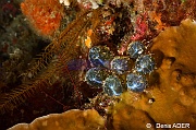 Valonia ventricosa-Tomia Hondue Slope-3m-20180525-Denis-ADER-DSC_0730_tn